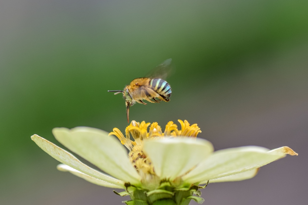 The blue-banded bee can be identified by its distinctive colouring.