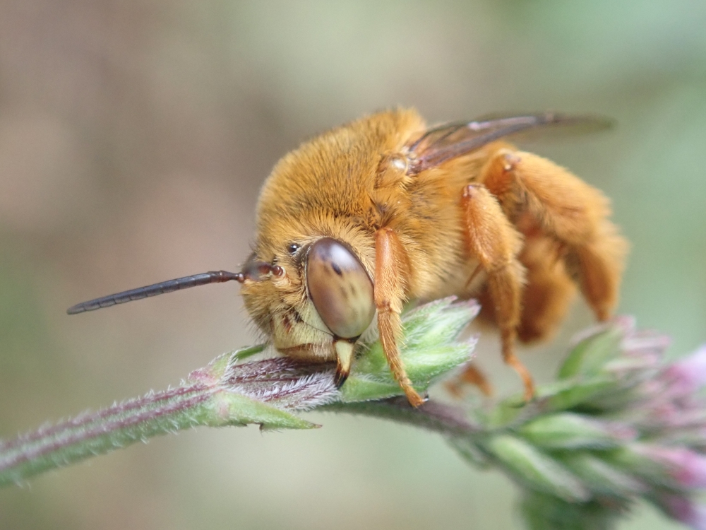 Teddy bear bee - Amegilla bombiformis