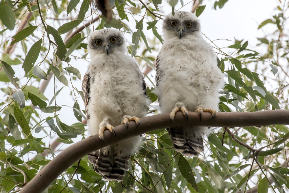 A pair of fledgling powerful owls