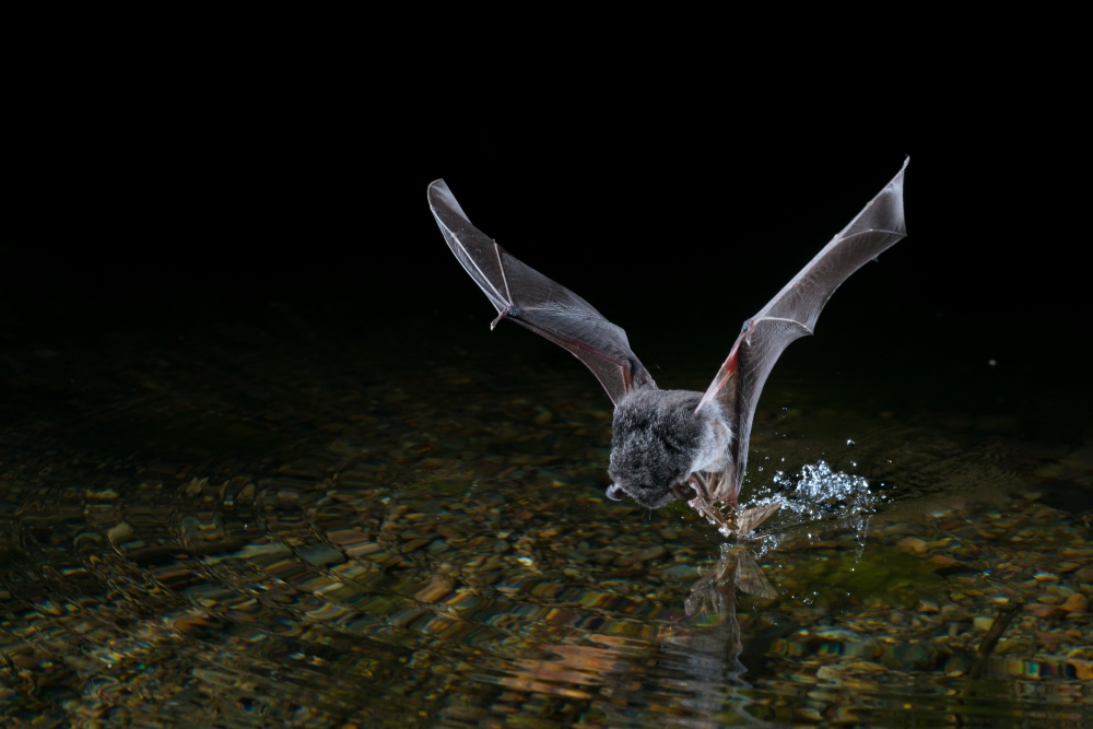 A large footed myotis using its feet to “rake” through the water for insects