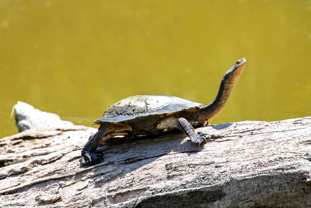 As an ectotherm, Eastern long-necked turtles rely on external sources of heat