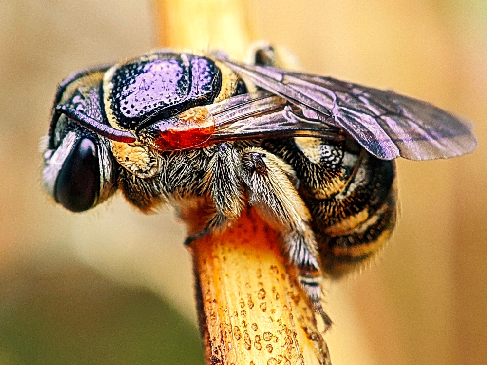 Nomia bees can be found in Marri Badoo reserve