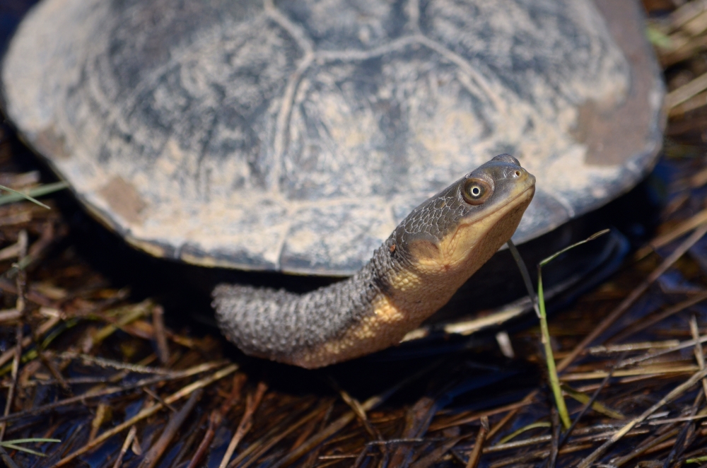 Eastern long necked turtles are sometimes referred to as “snake-necked turtles”