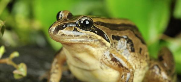 Stiped Frog Marshell