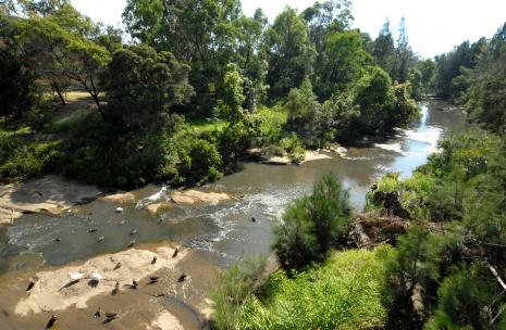Creek area with native birds