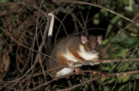 Cute possum sitting in tree at night