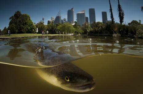 Picture of Parramatta City with an Eel in the water.