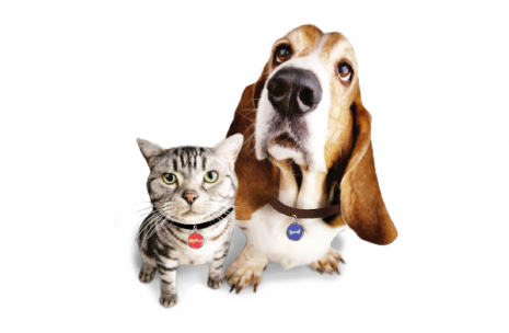 A cat and dog with engraved tags
