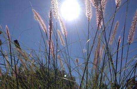 Weeds with sun in background looking through grass