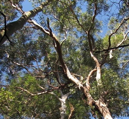 Image of tree canopy